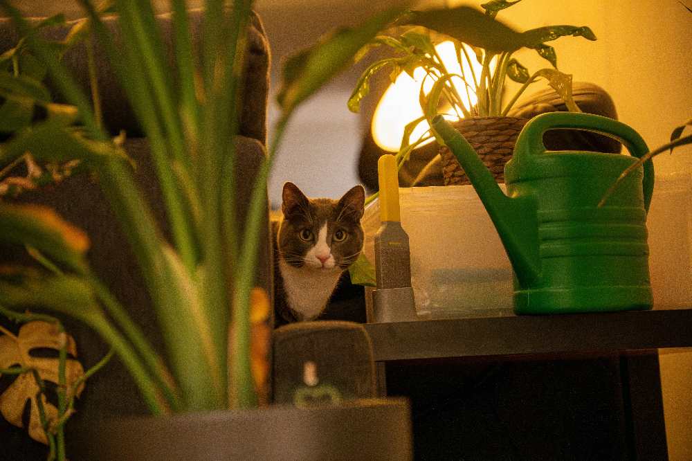 Indoor plant care