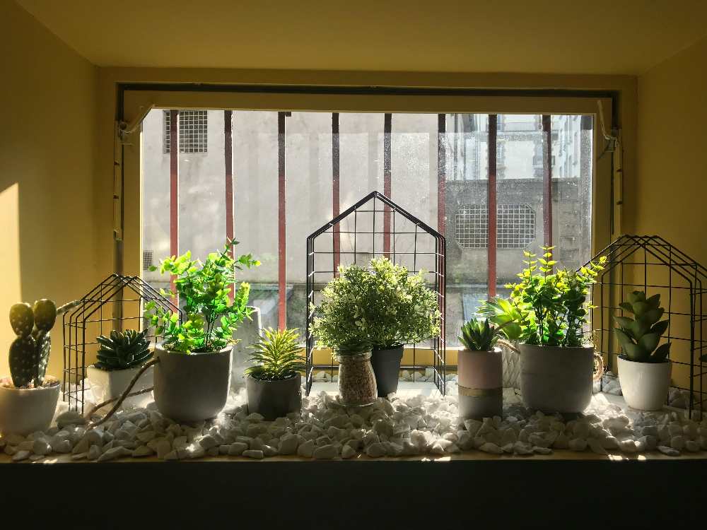 Herbs growing in pots