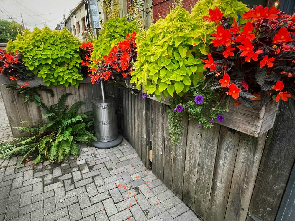 Backyard landscaping